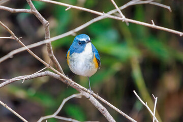 幸せの青い鳥、可愛いルリビタキ（ヒタキ科）。

日本国千葉県市川市、大町公園自然観察園にて。
2024年1月4日撮影。

A happy blue bird, the lovely Red-flanked Bluetail (Tarsiger cyanurus, family comprising flycatchers).

At Omachi park natural observation 