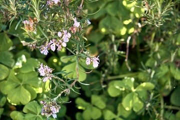 Fototapeta premium Romero (Salvia rosmarinus) en flor y Trébol gigante (Trifolium, Oxalis articulata) en el patio de una casa de pueblo. Plano detalle.