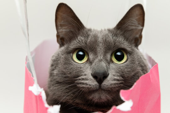 Fluffy beautiful gray cat sitting in a pink bag and looking into the frame with big cute eyes . Close-up portrait.  Romantic gift for valentine's day. High quality stock photo