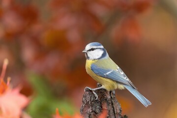 A cute blue tit sitting on the tree stump. Cyanistes caeruleus. Autumn scene with a cute titmouse.