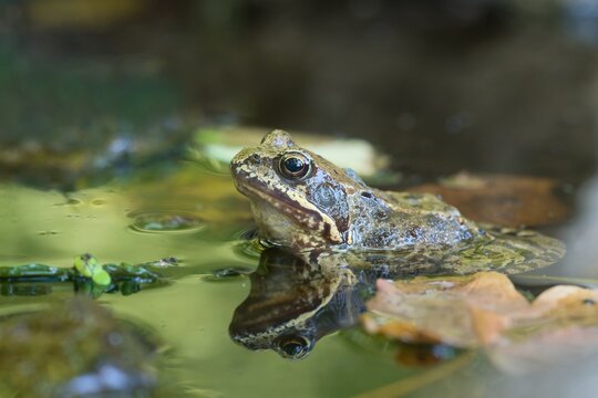Young european common brown frog (Rana temporaria) peeks out of the water. Wildlife scene with brown frog.