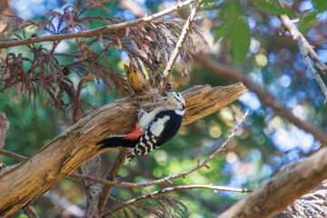 美しいアカゲラ（キツツキ科）。

日本国千葉県市川市、大町公園自然観察園にて。
2024年1月4日撮影。

Lovely Great Spotted Woodpecker (Dendrocopos major, family comprising the woodpeckers) .

At Omachi park natural observation garden, Ichikawa, Chi