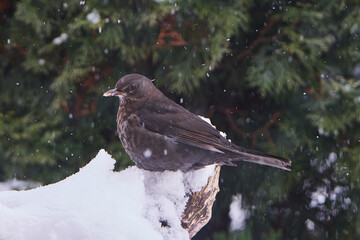Amsel Weibchen im Winter im Schneefall	