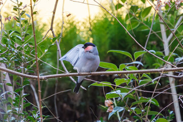 可愛いウソ（アトリ科）。

日本国千葉県市川市、大町公園自然観察園にて。
2024年1月4日撮影。

A beautiful Eurasian Bullfinch, (Pyrrhula pyrrhula, family comprising finches).

At Omachi park natural observation garden, Ichikawa, Chiba, Japan,
p