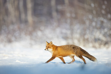 Fox Vulpes vulpes in winter scenery, Poland Europe, animal walking among snowy meadow