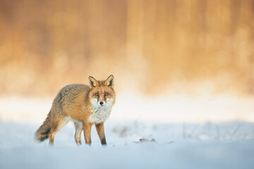 Fototapeta premium Fox Vulpes vulpes in winter scenery, Poland Europe, animal walking among snowy meadow