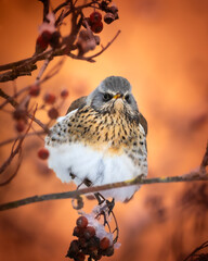 fieldfare, Turdus pilaris, bird eating berries on a hawthorn bush during Winter season