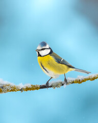Bird - Blue Tit ( Cyanistes caeruleus ) perched on tree winter time small bird on light background