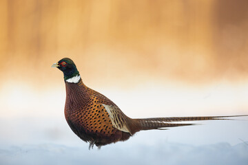 Bird - Common pheasant Phasianus colchius Ring-necked pheasant in natural habitat wildlife Poland Europe, winter time snowy meadow	