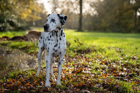 CHIEN DALMATIEN NATURE