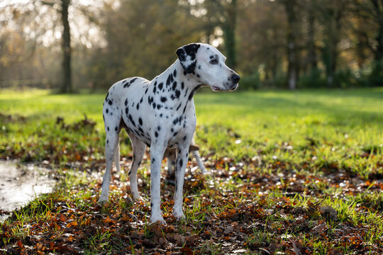 CHIEN DALMATIEN NATURE