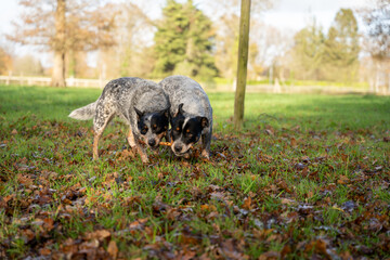 DEUX AUSTRALIANS CATTLES DOGS - DEUX BOUVIERS AUSTRALIENS QUI JOUENT