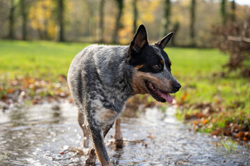 Australian Cattle Dog - Bouvier Australien
