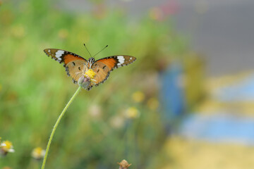 A beautiful butterfly on a flower is sucking flower juice
