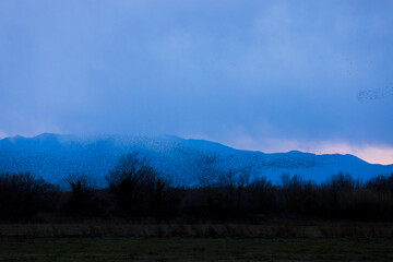 Starlings murmuration in Aiguamolls De L Emporda Nature Park, Spain