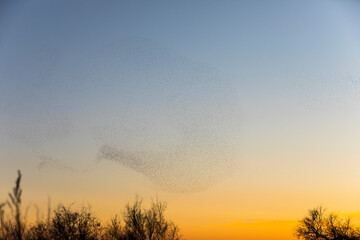 Starlings murmuration in Aiguamolls De L Emporda Nature Park, Spain