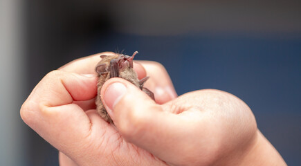 Bat in the hands of a man in a veterinary clinic. A doctor checks the health of a bat.