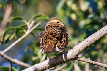 餌を探す可愛いアオジ（ホオジロ科）。

日本国千葉県市川市、大町公園自然観察園にて。
2024年1月4日撮影。

Lovely Grey-tailed Tattler (Emberiza spodocephala, family comprising Buntings) looking for food.

At Omachi park natural observation garden, Ic