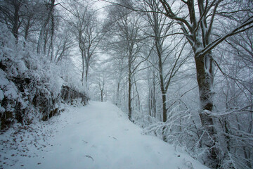 Winter landscape and snowfall in La Grevolosa forest, Osona, Barcelona, Spain