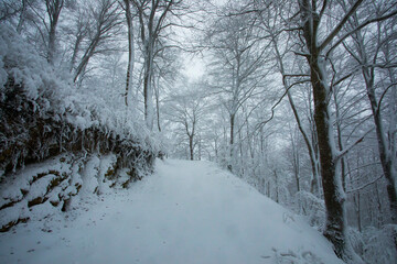 Winter landscape and snowfall in La Grevolosa forest, Osona, Barcelona, Spain