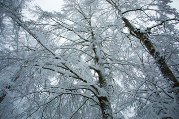 Winter landscape and snowfall in La Grevolosa forest, Osona, Barcelona, Spain
