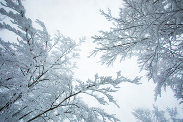 Winter landscape and snowfall in La Grevolosa forest, Osona, Barcelona, Spain