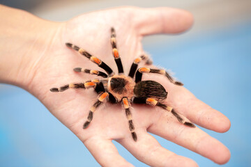 Tarantula spider on a man's hand close up. Tarantula spider as a pet.