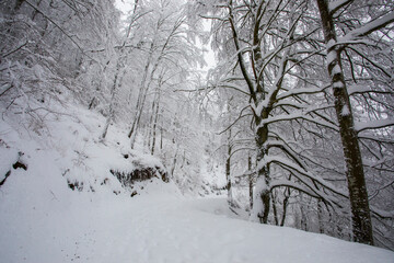 Winter landscape and snowfall in La Grevolosa forest, Osona, Barcelona, Spain