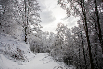 Obraz premium Winter landscape and snowfall in La Grevolosa forest, Osona, Barcelona, Spain