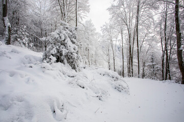 Winter landscape and snowfall in La Grevolosa forest, Osona, Barcelona, Spain