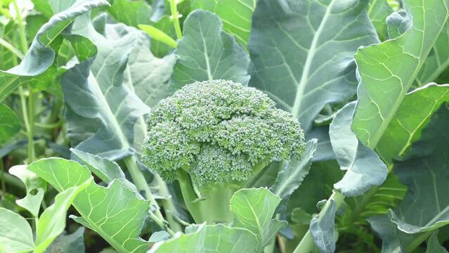 Broccoli in organic vegetable garden. Its other names Brassica oleracea var italica. This is an edible green plant in the cabbage family.  Broccoli is a particularly rich source of vitamin C and K.
