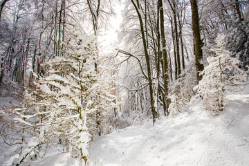 Winter landscape and snowfall in La Grevolosa forest, Osona, Barcelona, Spain