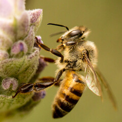 Abelha em um flor de lavanda.  A abelha amarela ou abelha italiana amarela, a abelha italiana é...