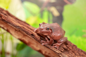 An Australian tree frog sits on the bark of a tree. The frog turns around and looks at the camera.