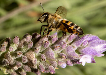 Abelha em um flor de lavanda.  A abelha amarela ou abelha italiana amarela, a abelha italiana é uma espécie proveniente do sul da Europa. Mata Atlântica Brasileira, São Paulo, Brasil. 