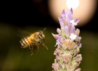 Abelha em um flor de lavanda.  A abelha amarela ou abelha italiana amarela, a abelha italiana é uma espécie proveniente do sul da Europa. Mata Atlântica Brasileira, São Paulo, Brasil. 
