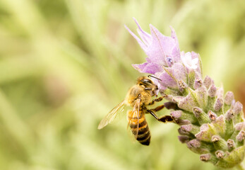 Abelha em um flor de lavanda.  A abelha amarela ou abelha italiana amarela, a abelha italiana é...