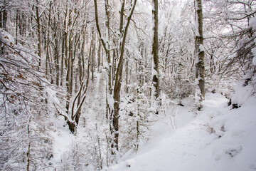 Winter landscape and snowfall in La Grevolosa forest, Osona, Barcelona, Spain