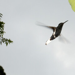 Fototapeta premium O jacobino preto é uma espécie de beija-flor da família Trochilidae. Mata Atlântica brasileira. São Paulo, Brasil. 