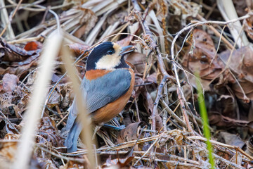 可愛いヤマガラ（シジュウカラ科）。

日本国千葉県市川市、大町公園自然観察園にて。
2024年1月6日撮影。

Lovely Varied Tit (Sittiparus varius, family comprising tits).

At Omachi park natural observation garden, Ichikawa, Chiba, Japan,
photo by janu