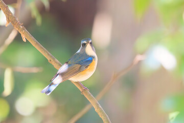 幸せの青い鳥、可愛いルリビタキ（ヒタキ科）。

日本国千葉県市川市、大町公園自然観察園にて。
2024年1月6日撮影。

A happy blue bird, the lovely Red-flanked Bluetail (Tarsiger cyanurus, family comprising flycatchers).

At Omachi park natural observation 