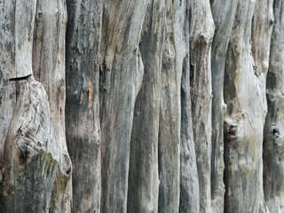 A row of old logs making up a fortification fence