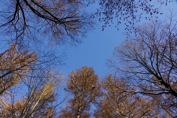 Blick im Winter zu den Baumwipfeln