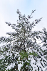 The top of a tree in the snow against the sky.