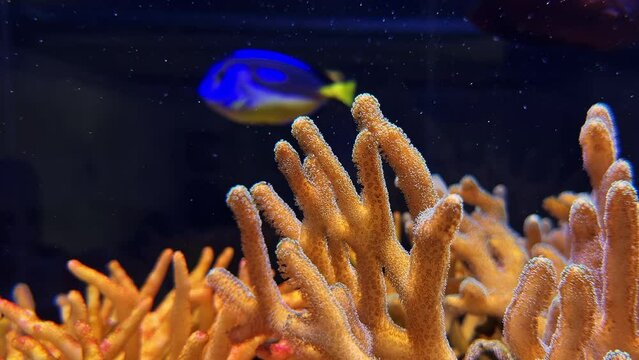 Reef Rhythms: Tang Fish in the Coral Symphony