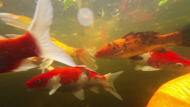 The atmosphere in the pond with many KOI fish.