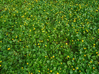 Spring lush green grass covered the ground like a carpet, there are many small yellow flowers between the green leaves of the grass, beautiful spring natural texture