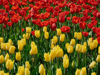 Fototapeta premium A large flowerbed on which tulips grow, a lot of yellow and red tulips, like a carpet of flowers, a beautiful spring still life