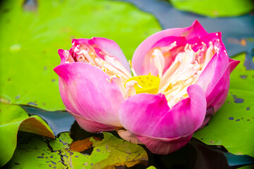 Fototapeta premium Lotus pond. Water lily close up. Sacred lotus flower in Buddhism. Calmness and tranquility. Spa treatments, yoga, meditation. Tropical nature.