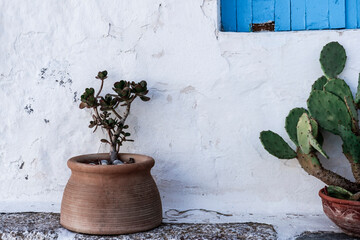 succulent and cactus plants in brown clay natural pots outdoors , coastal mediterranean greek style house exterior, rustic whirewashed wall, blue painted wooden window